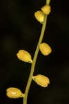 Golden colicroot